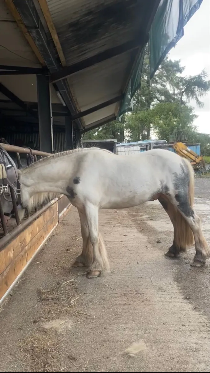 13.2 Cob Gelding - Image 4