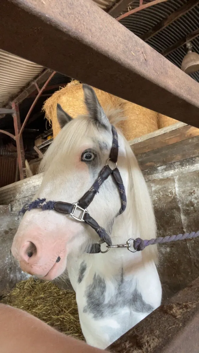 13.2 Cob Gelding - Image 1