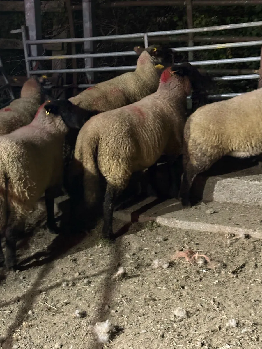Suffolk and Charolais x ewe lambs - Image 1