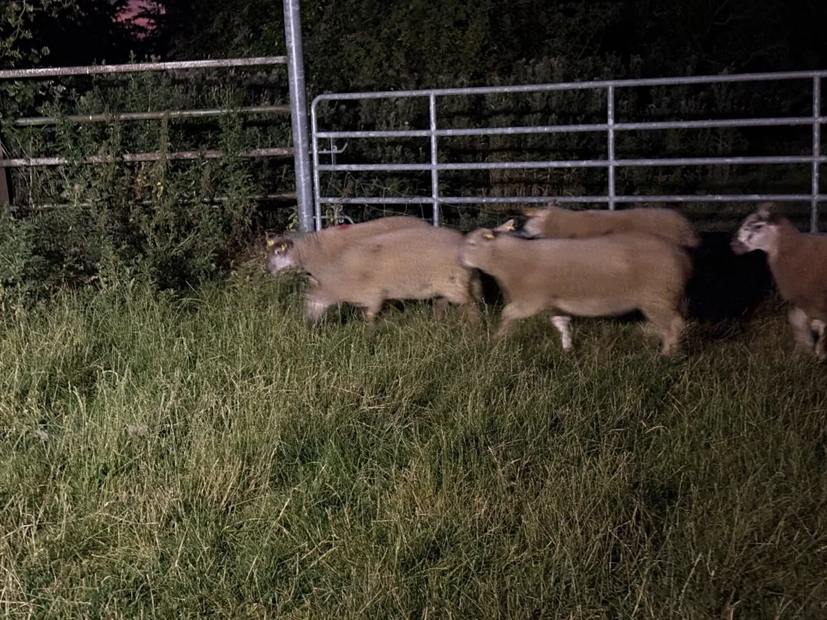Suffolk and Charolais x ewe lambs - Image 2