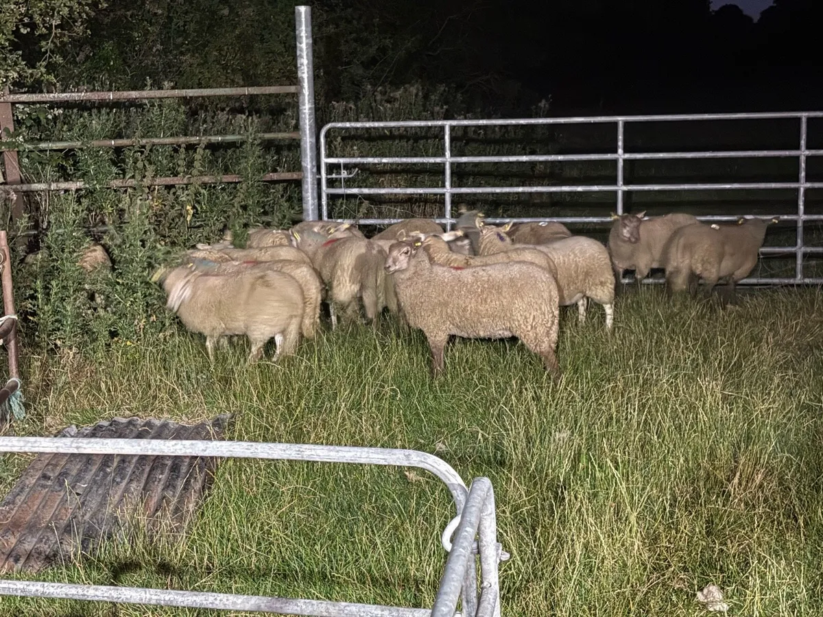Suffolk and Charolais x ewe lambs - Image 3