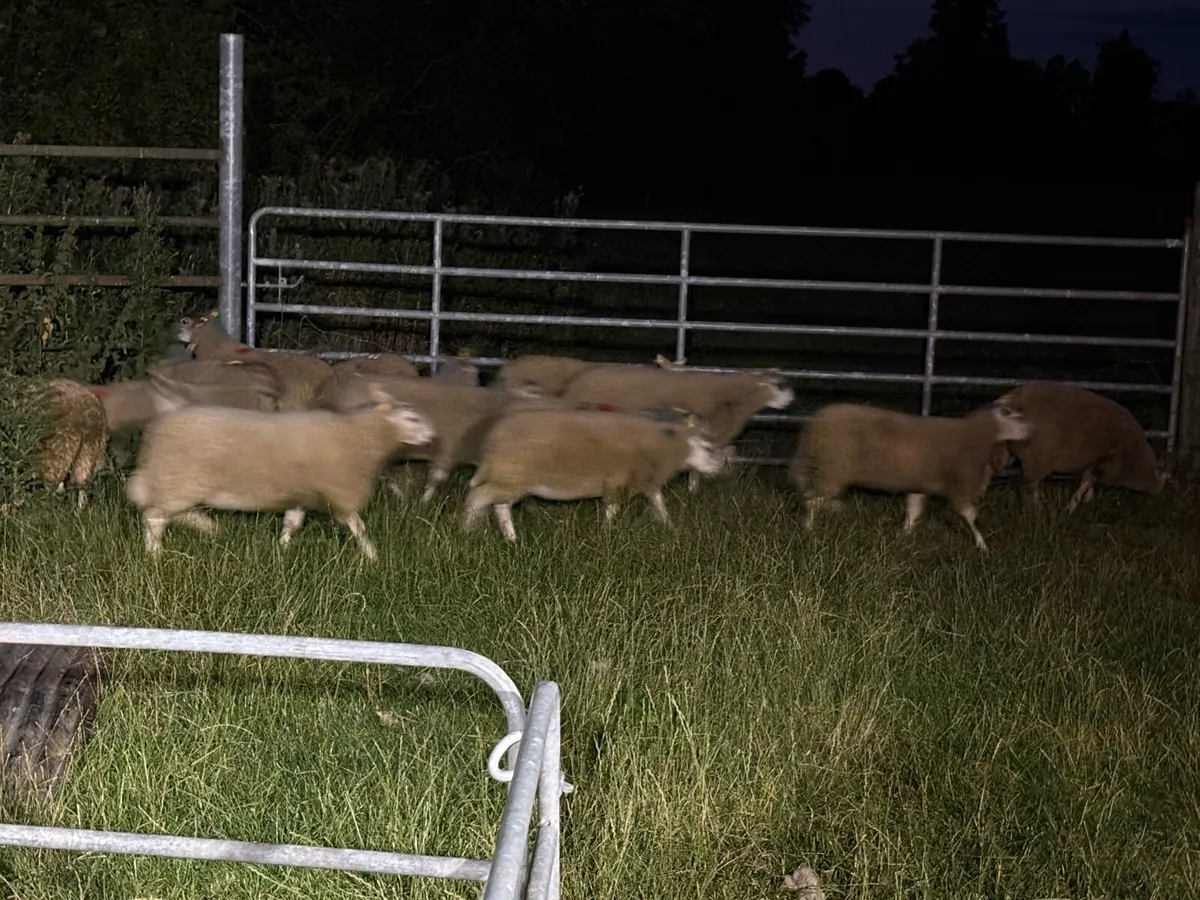 Suffolk and Charolais x ewe lambs - Image 4