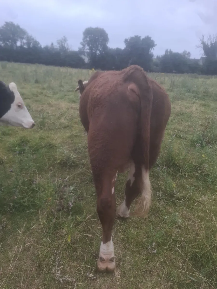 Purebred registered 2 year old Hereford bull - Image 4