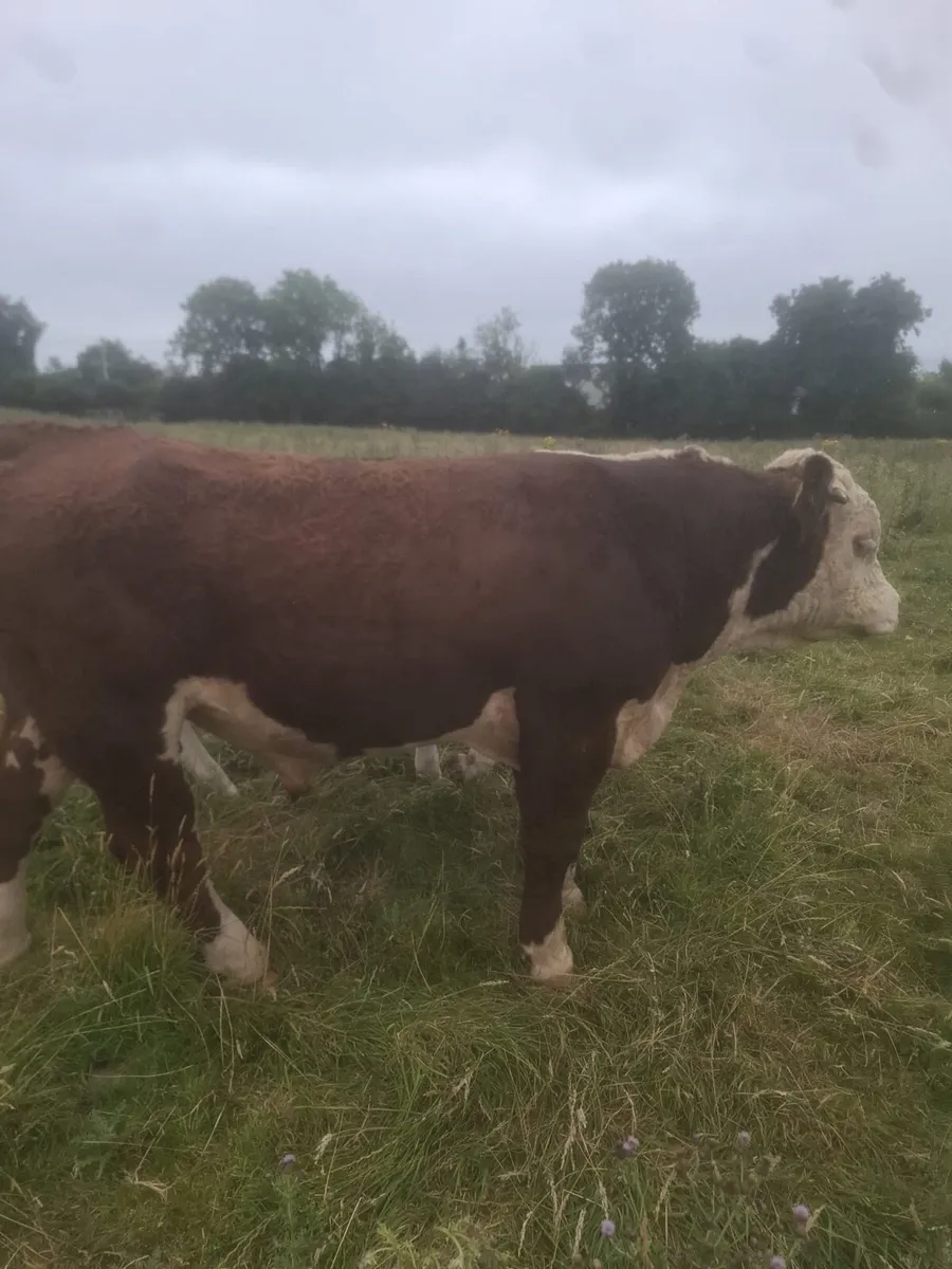 Purebred registered 2 year old Hereford bull - Image 1