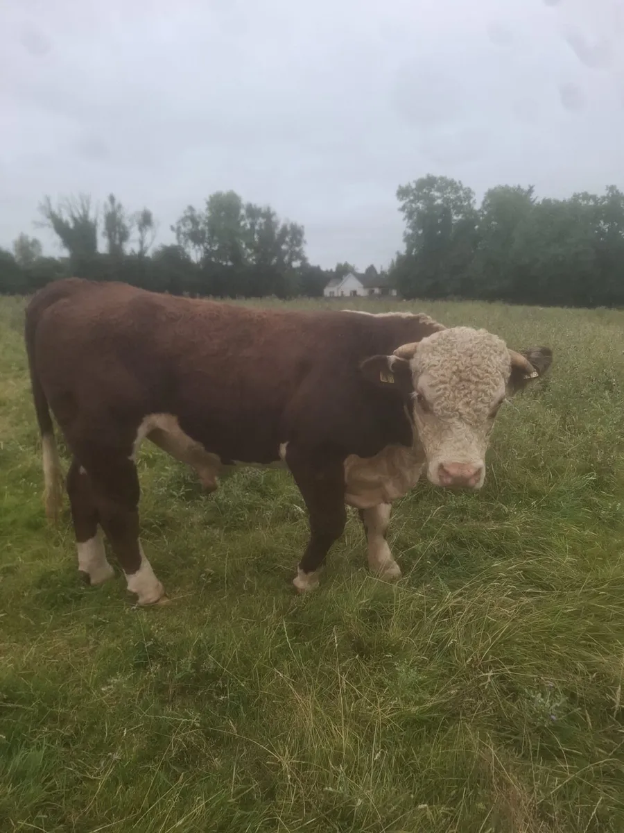 Purebred registered 2 year old Hereford bull - Image 2