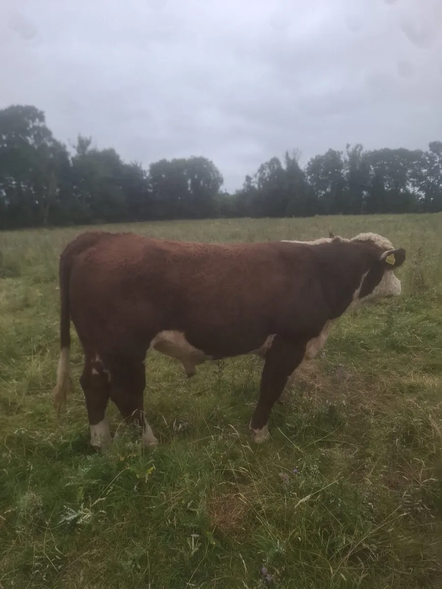 Purebred registered 2 year old Hereford bull - Image 3
