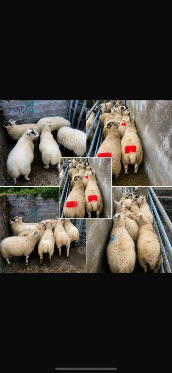Organic Store lambs @Coolaney mart July 25th - Image 1