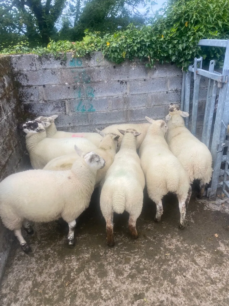 Organic Store lambs @Coolaney mart July 25th - Image 2