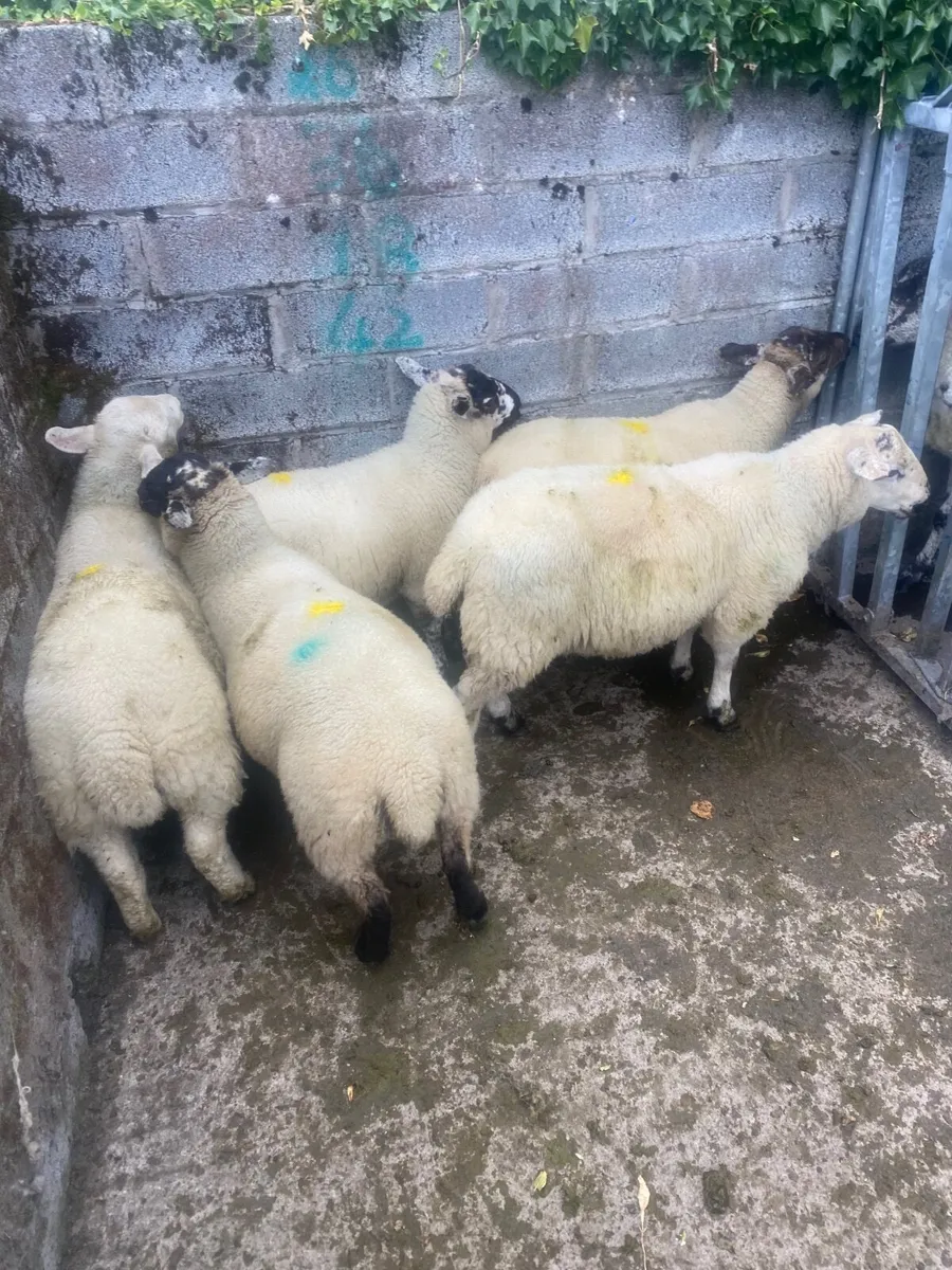 Organic Store lambs @Coolaney mart July 25th - Image 3