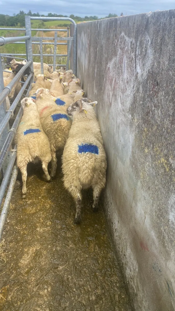 Organic Store lambs @Coolaney mart July 25th - Image 4
