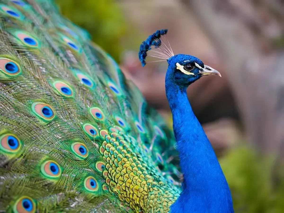 Peacock for Sale (3 Years Old) & Poultry