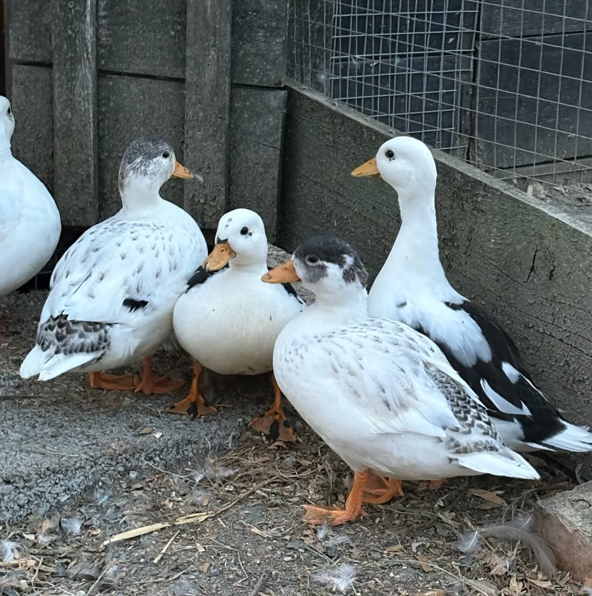 Call ducks - Image 2