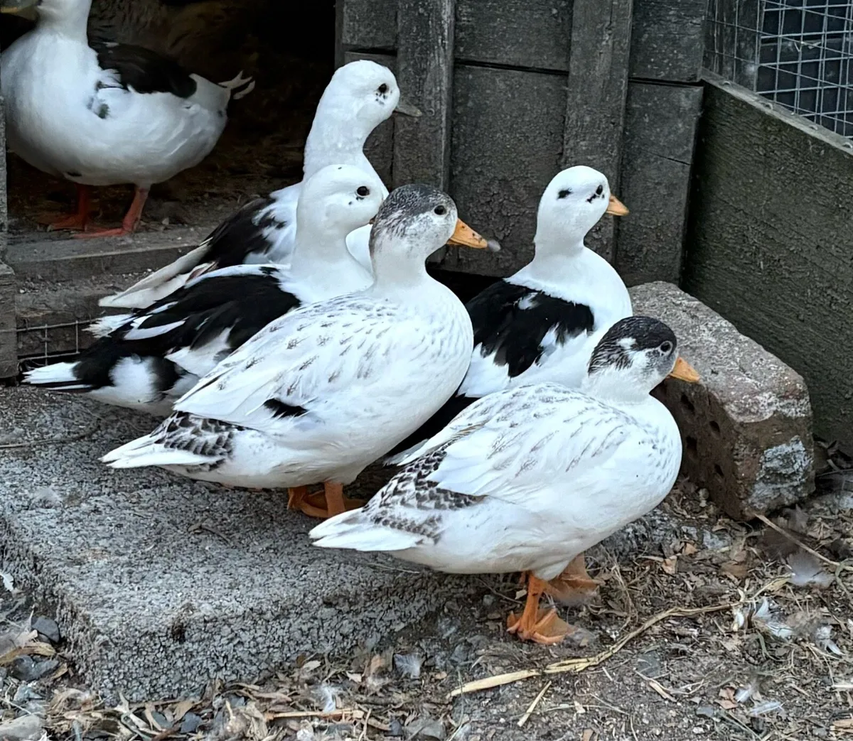 Call ducks - Image 1