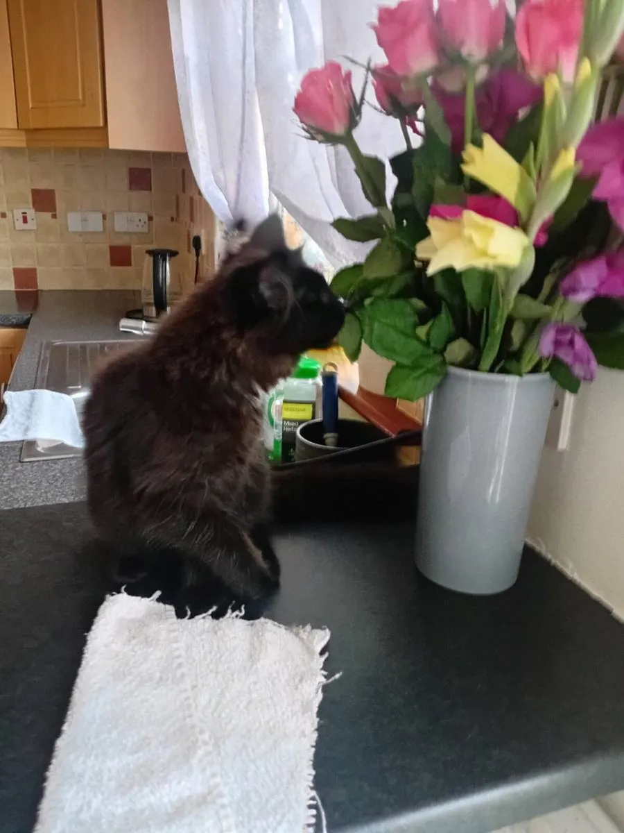 Maine coon × Ragdoll kittens - Image 3