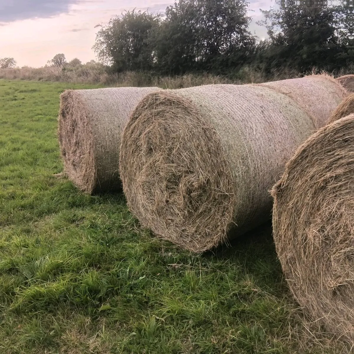 Hay - Image 4