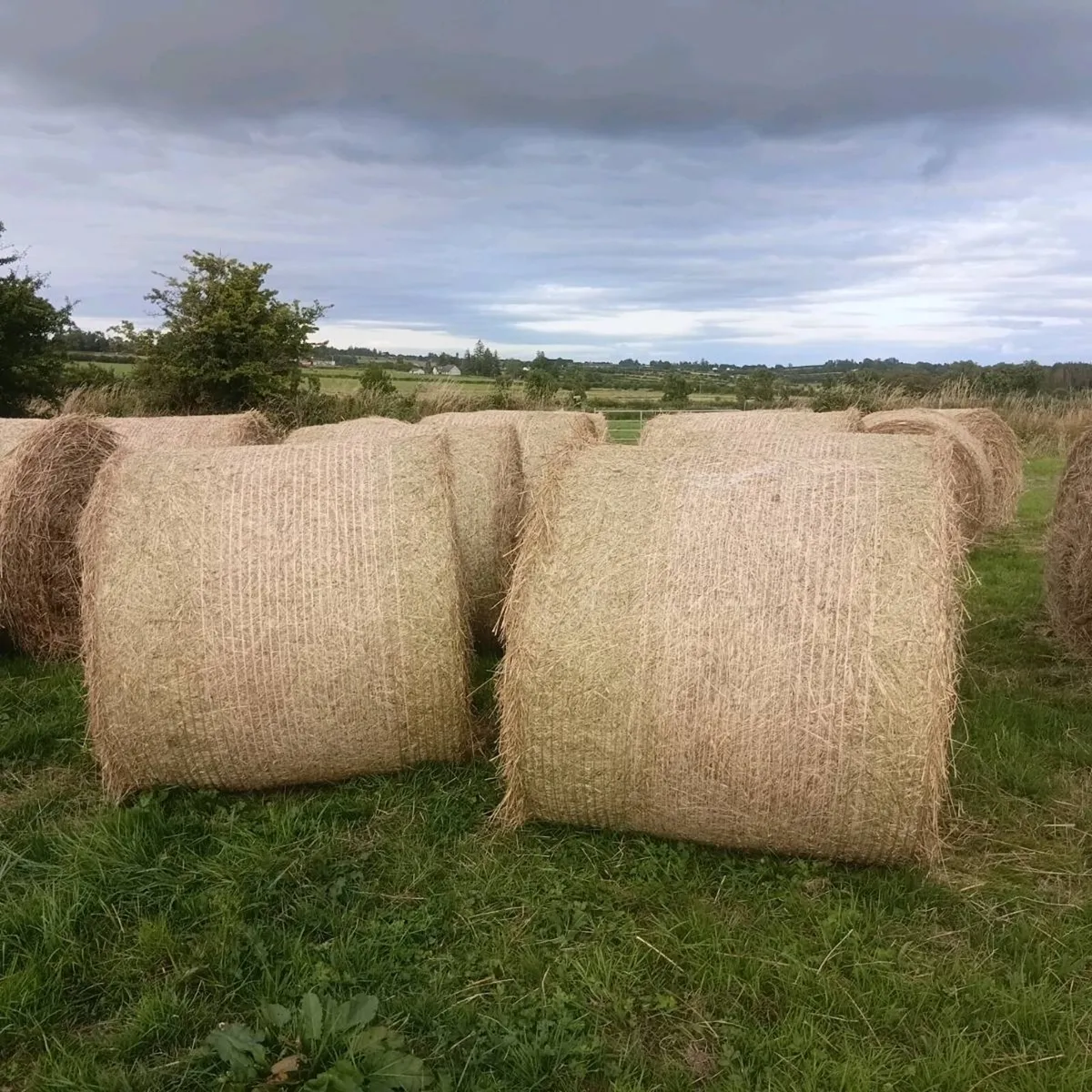 Hay - Image 1