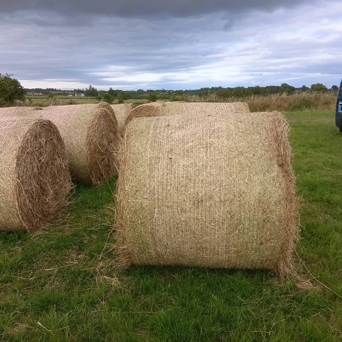 Hay - Image 2