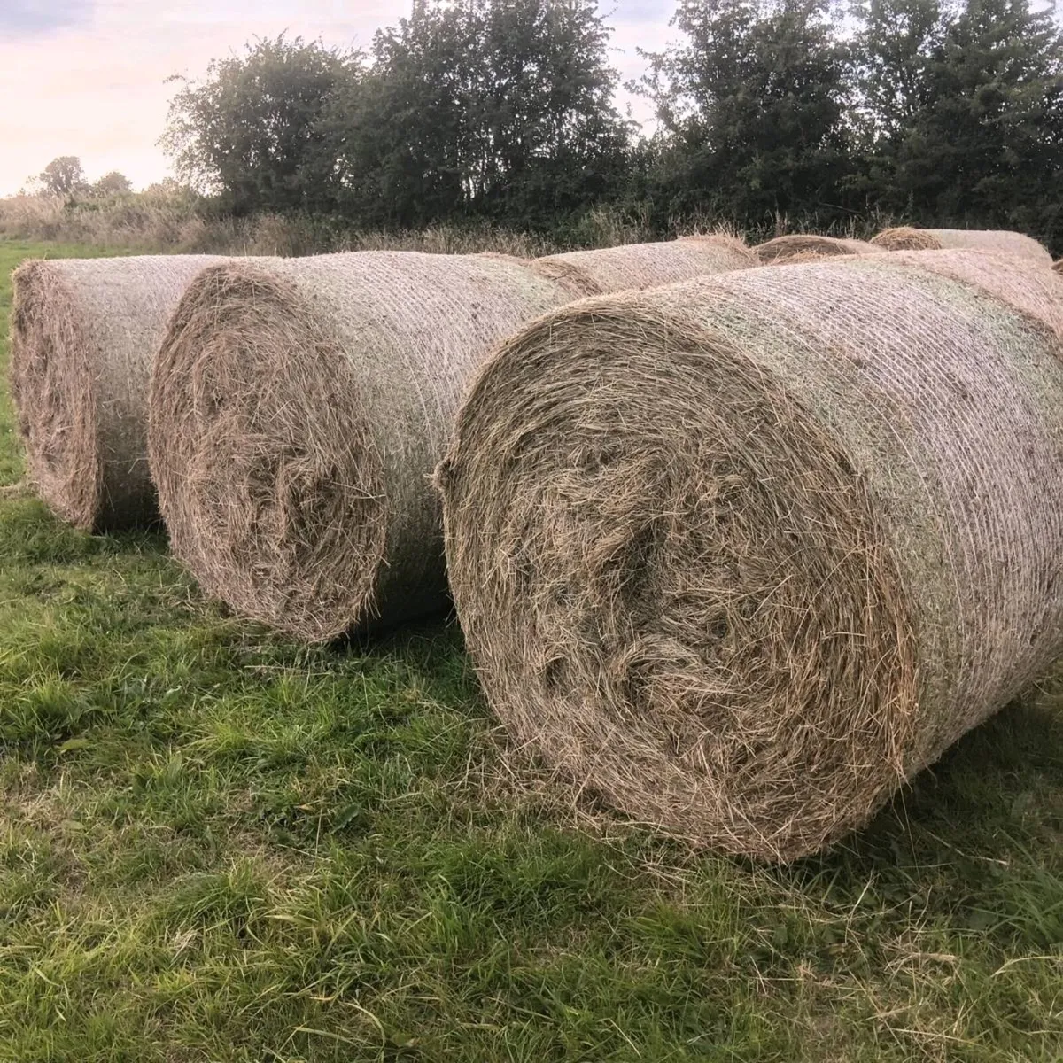 Hay - Image 3