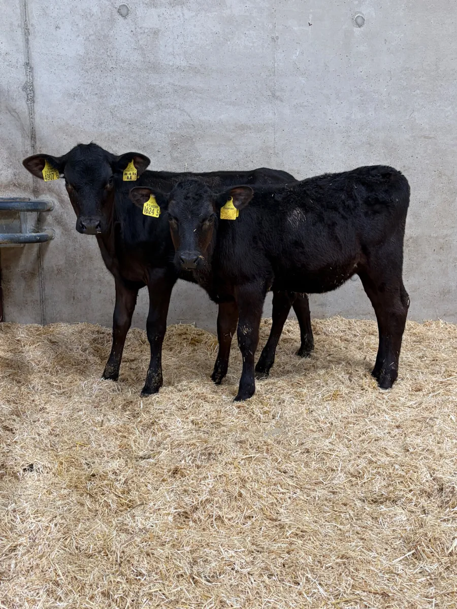 2 Reared Angus Heifer Calves - Image 1