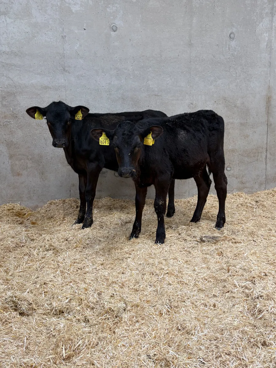2 Reared Angus Heifer Calves - Image 2