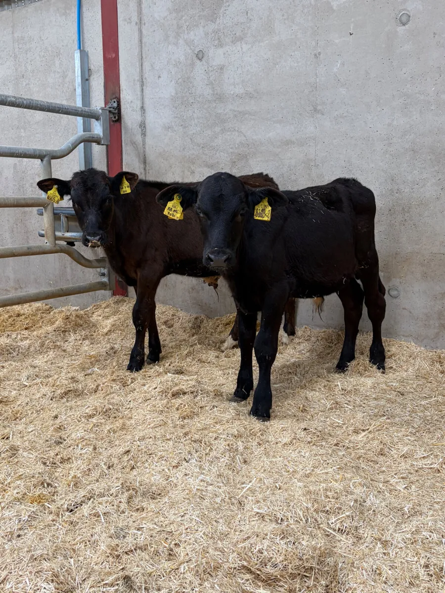 2 Reared Angus Bull Calves - Image 2