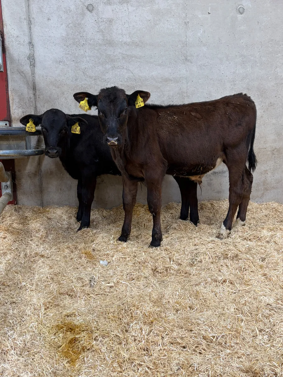 2 Reared Angus Bull Calves - Image 1