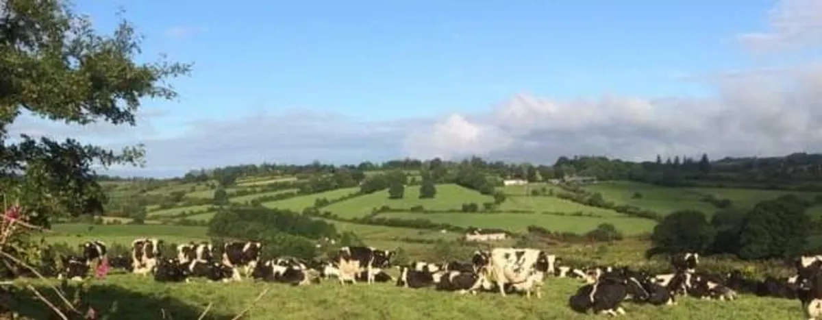 Looking for empty cows