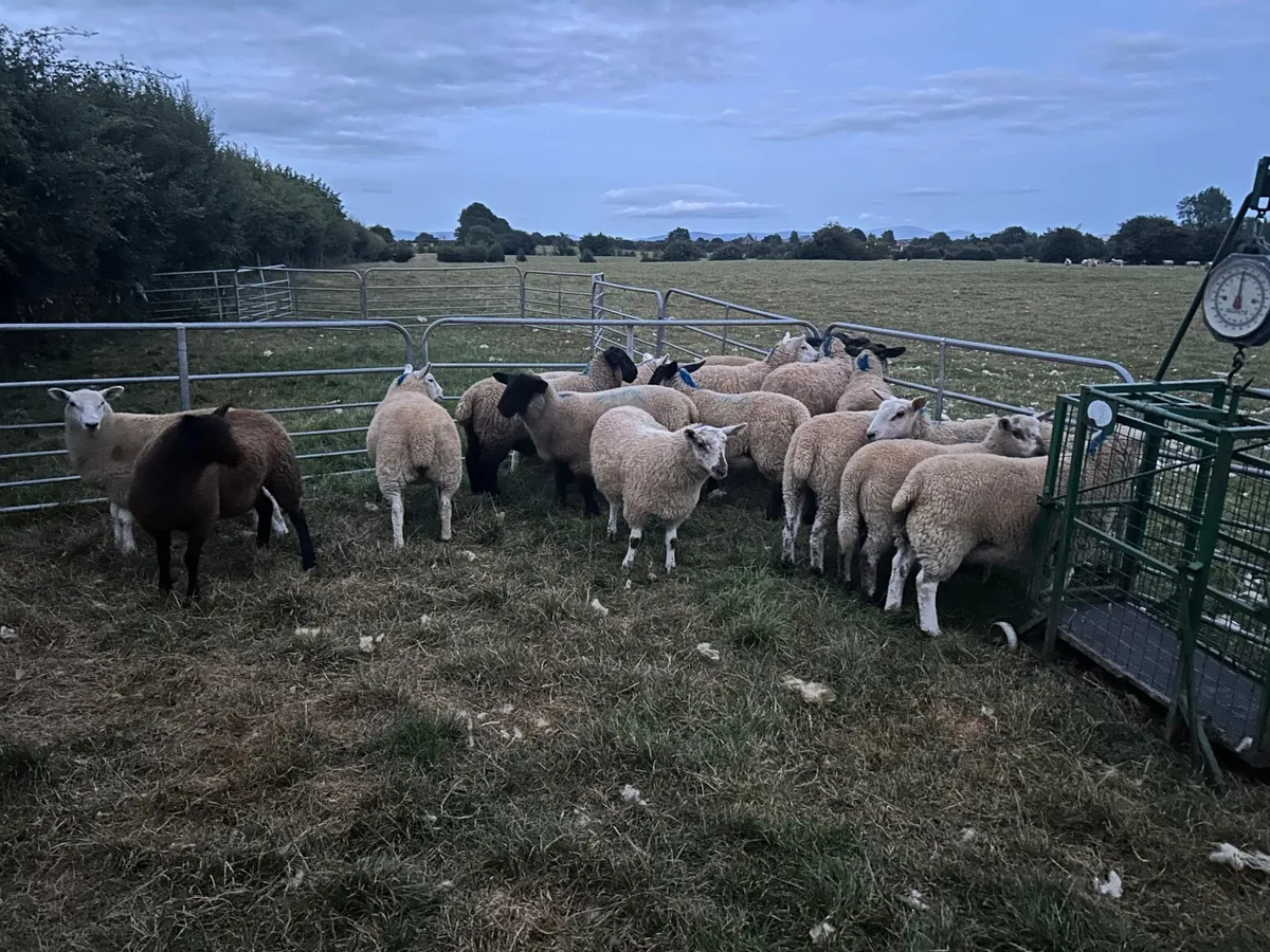 Sheep - Image 1