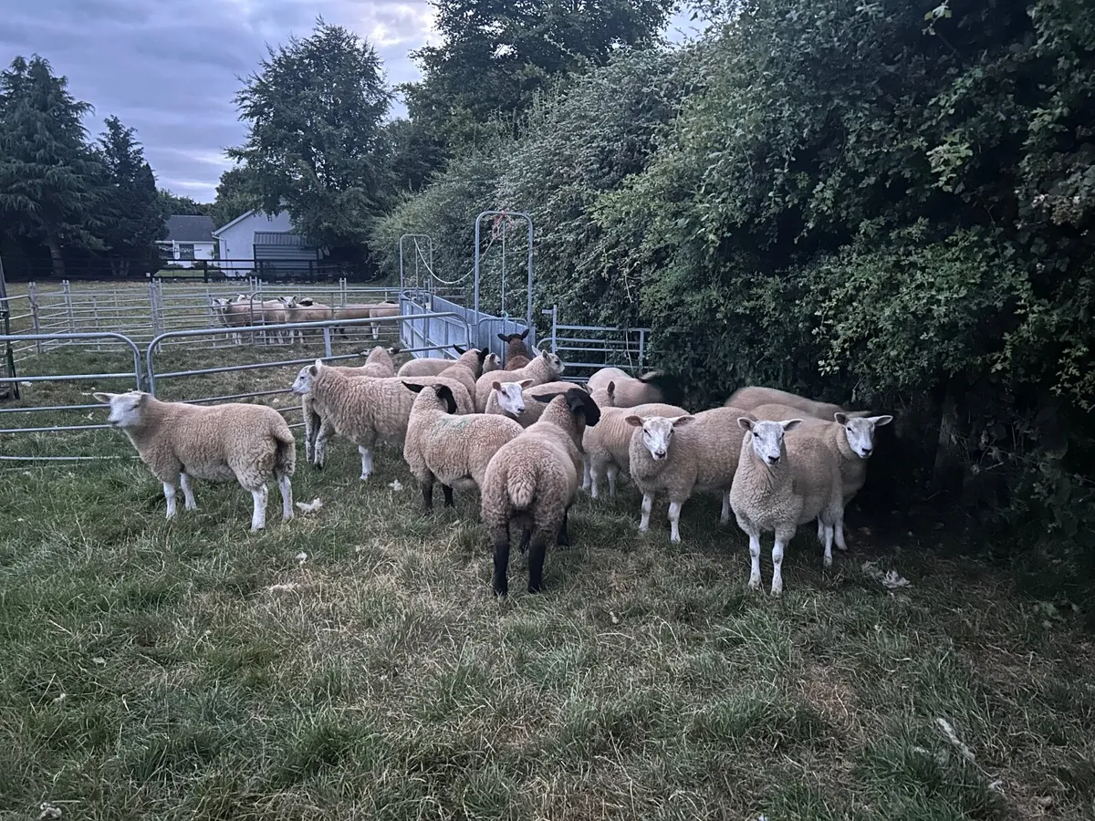 Sheep - Image 2