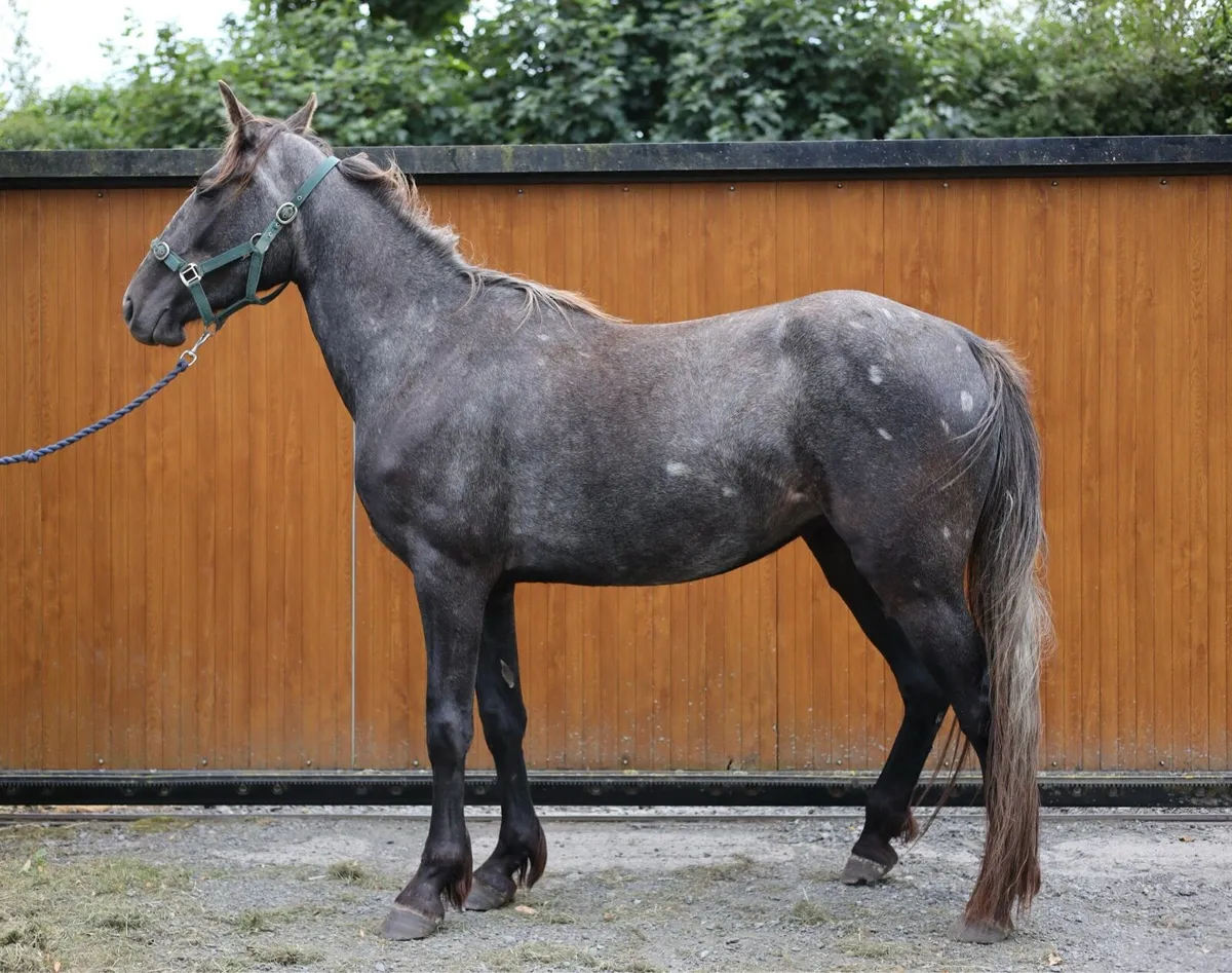 3YO Purebred Irish Draught Filly - Image 1