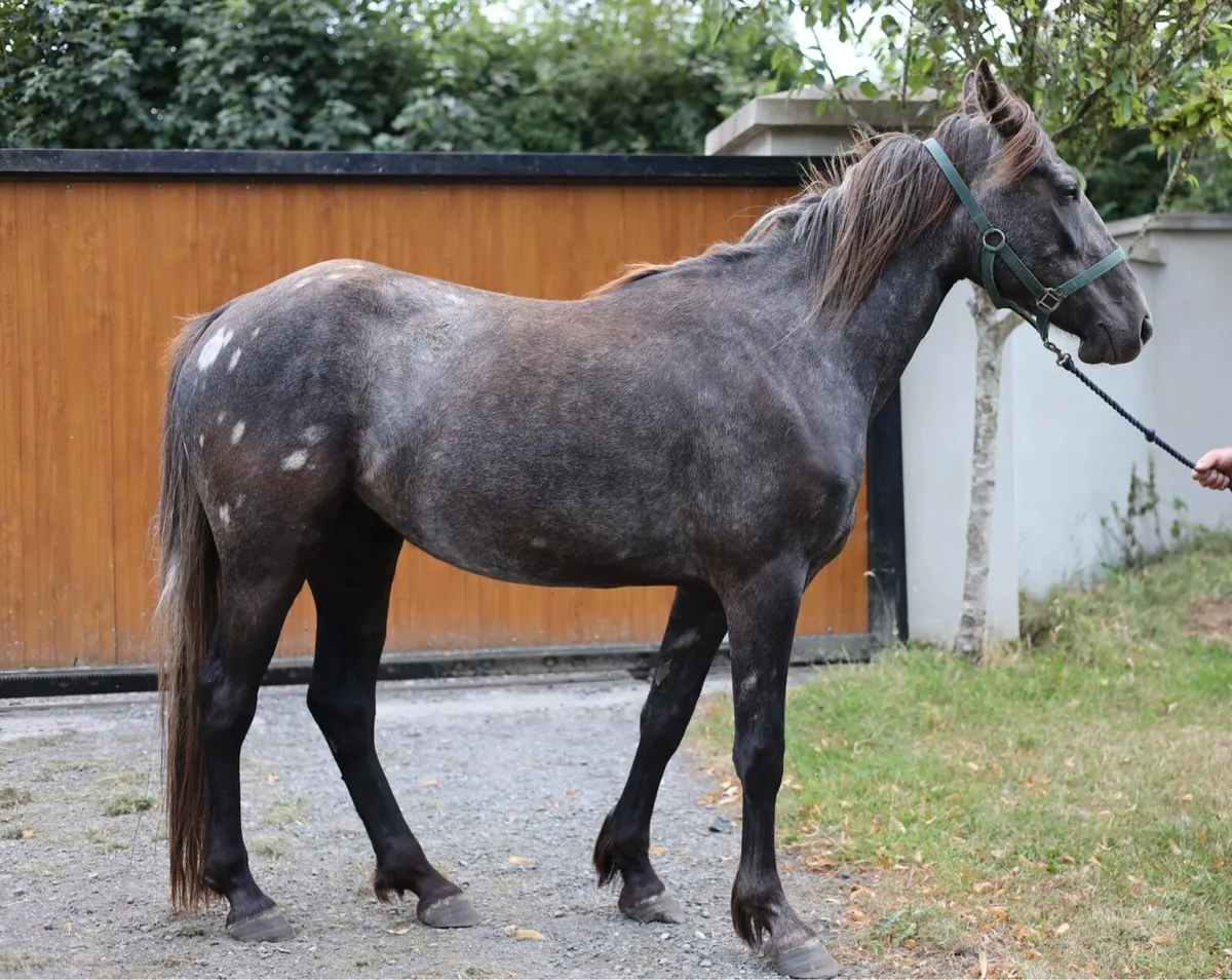 3YO Purebred Irish Draught Filly - Image 2