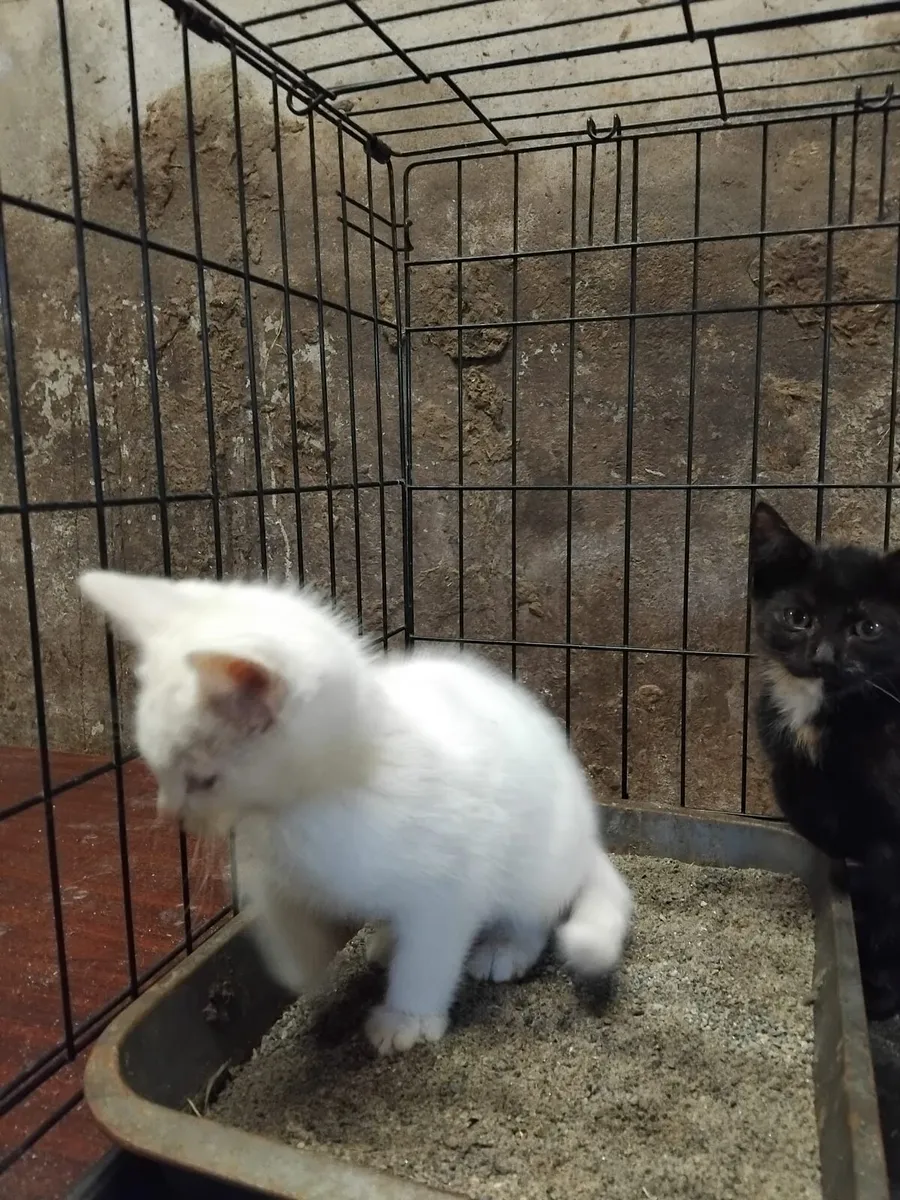 Kittens ready for their new homes