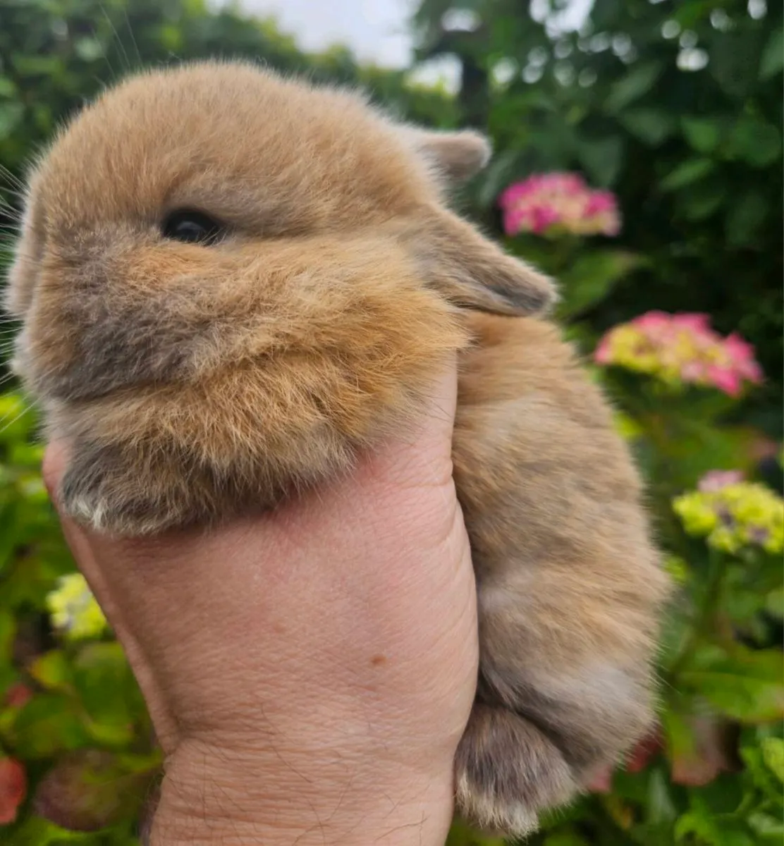 Pure Breed of Mini Lop Rabbits - Image 1