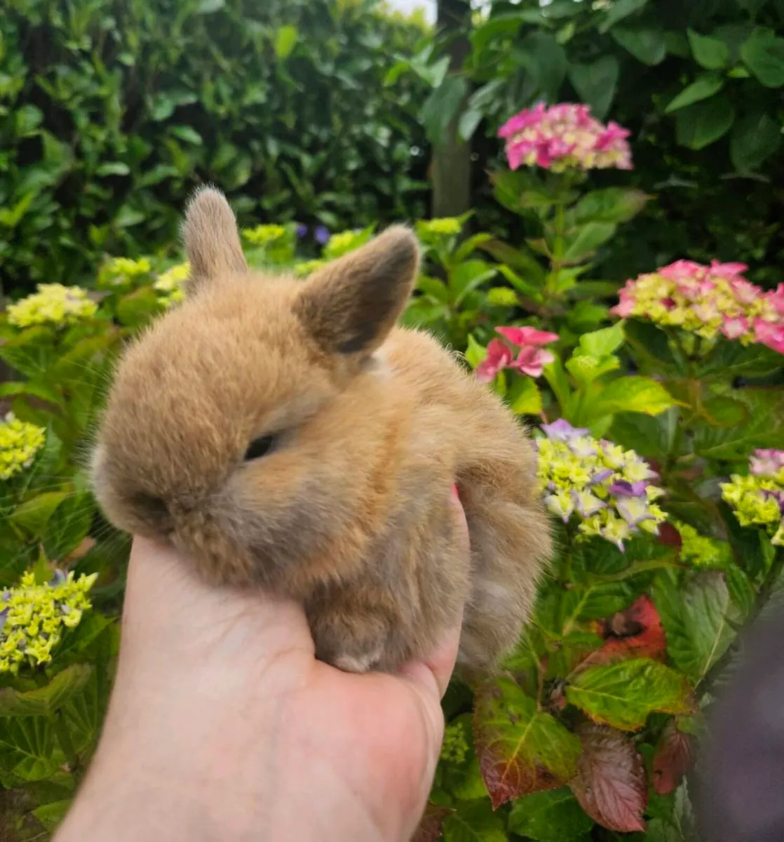 Pure Breed of Mini Lop Rabbits - Image 2