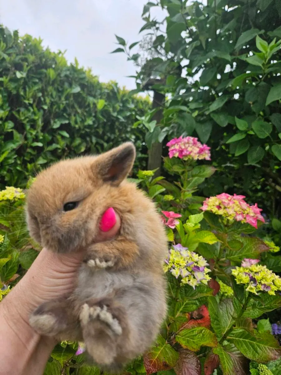Pure Breed of Mini Lop Rabbits - Image 3