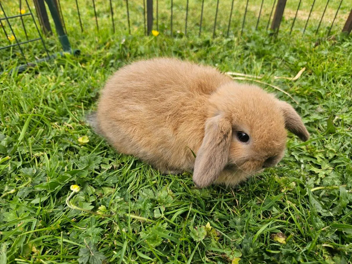Pure Breed of Mini Lop Rabbits - Image 4