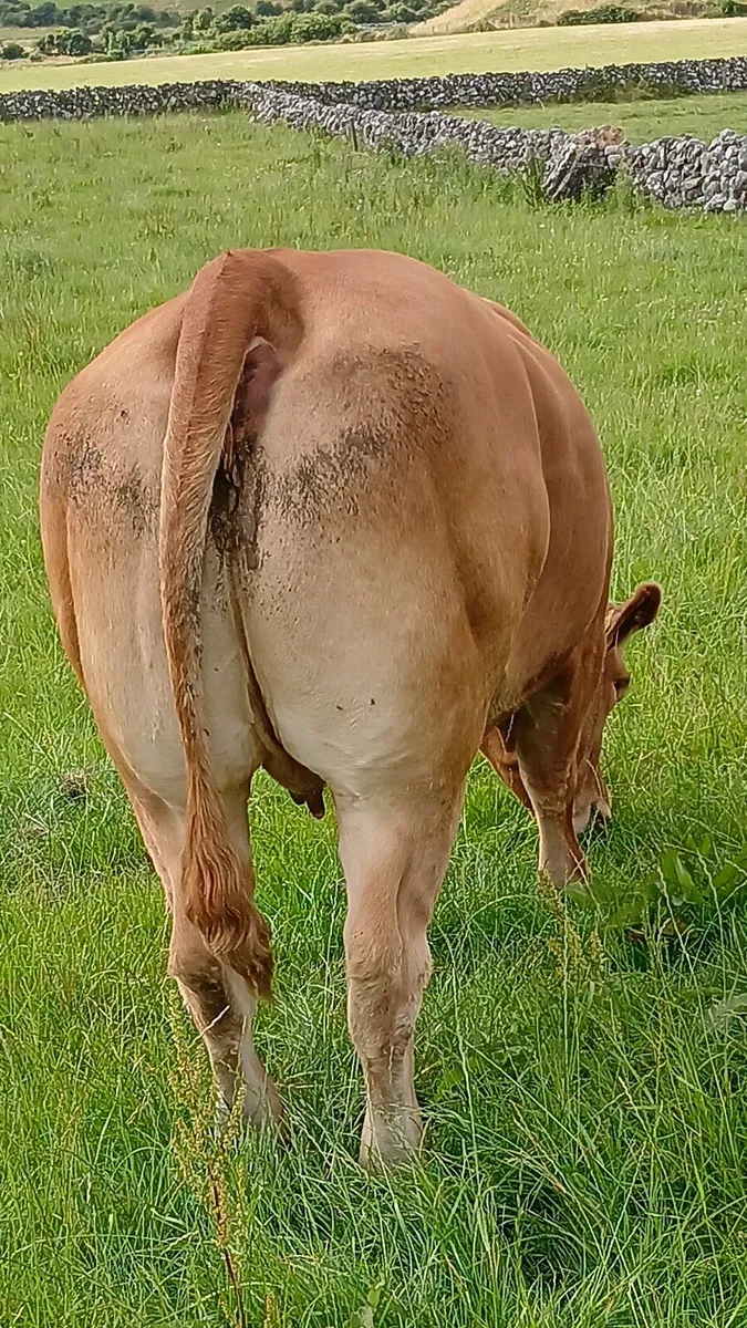 Cow and calf - Image 2