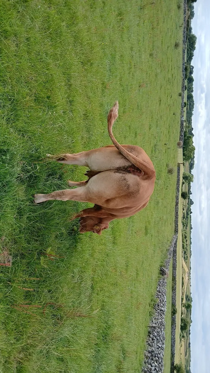 Cow and calf - Image 3