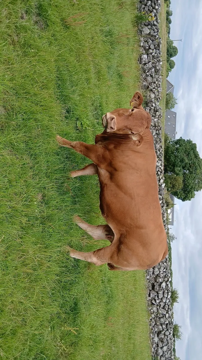 Cow and calf - Image 4