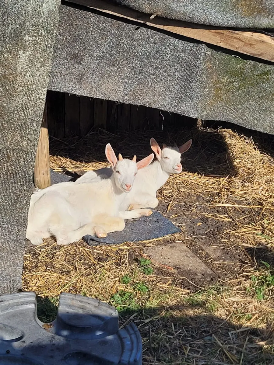 Kid Goats - Image 1