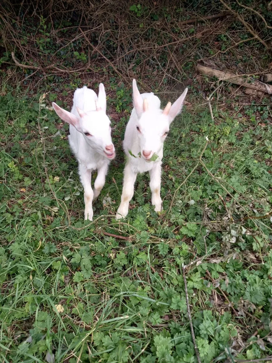 Kid Goats - Image 2