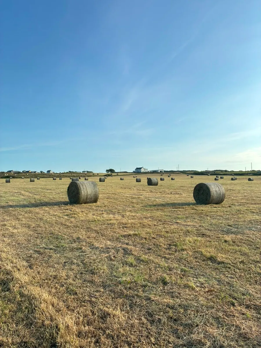 Hay for Sale - Image 1