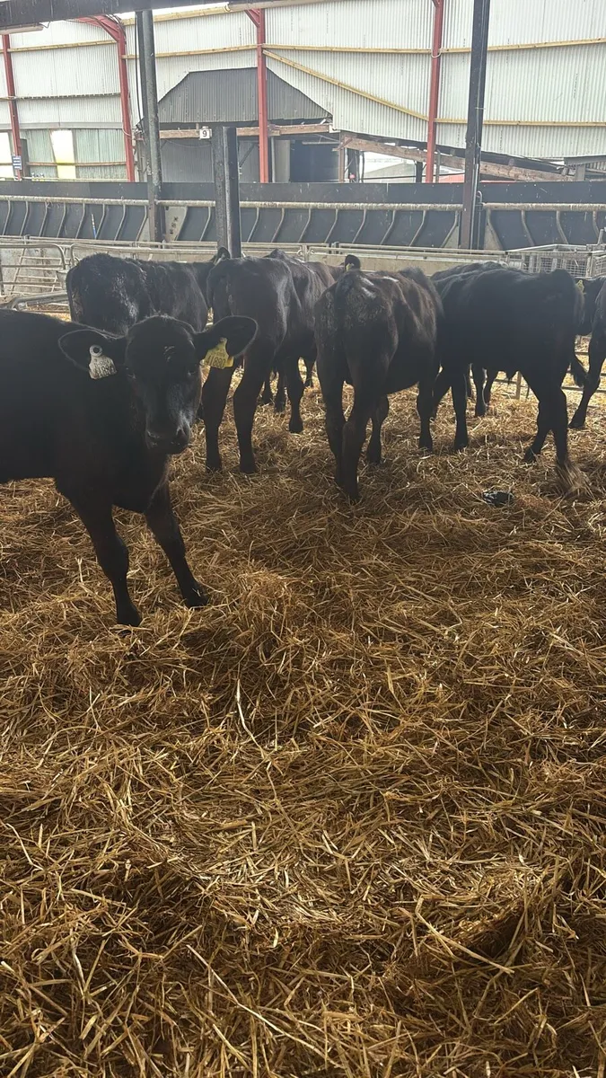 10 Angus Bulls Weaned Ready For Grass. - Image 2