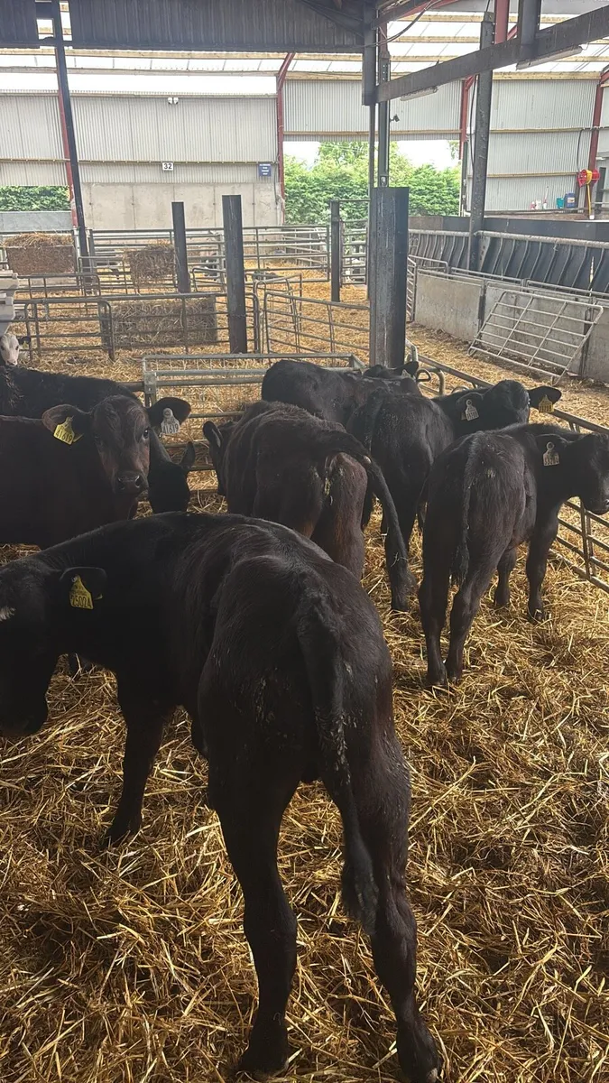 10 Angus Bulls Weaned Ready For Grass. - Image 1