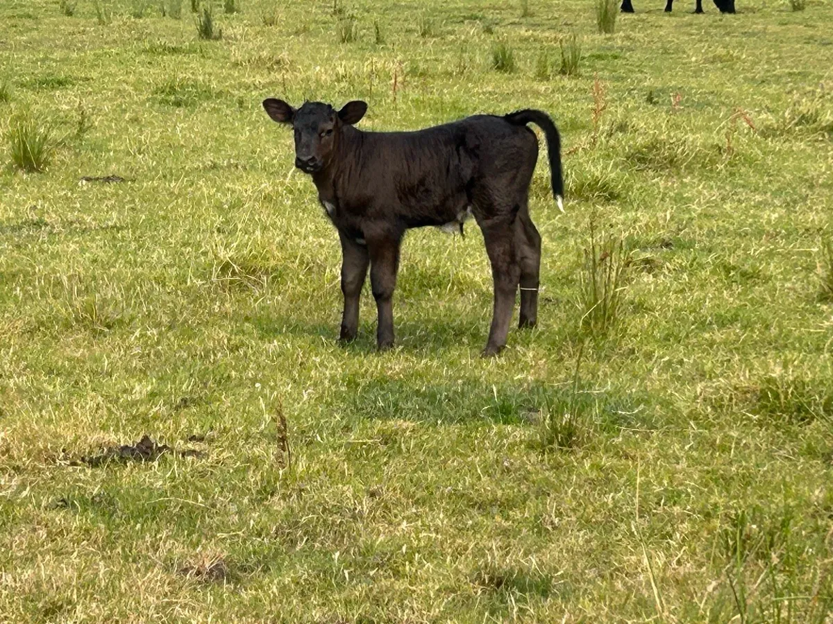 5 star genotyped blue heifer and calf - Image 2