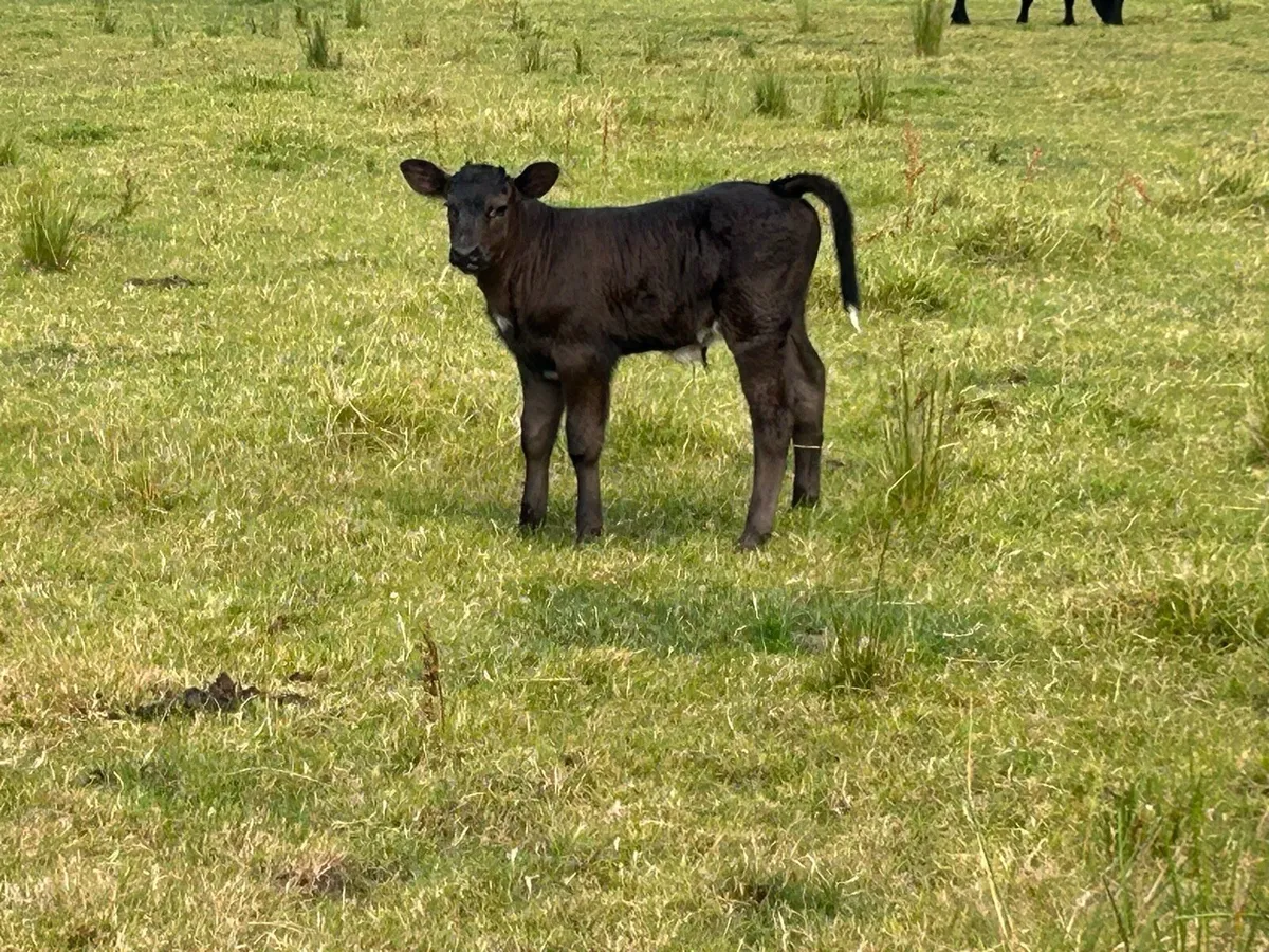 5 star genotyped blue heifer and calf - Image 3