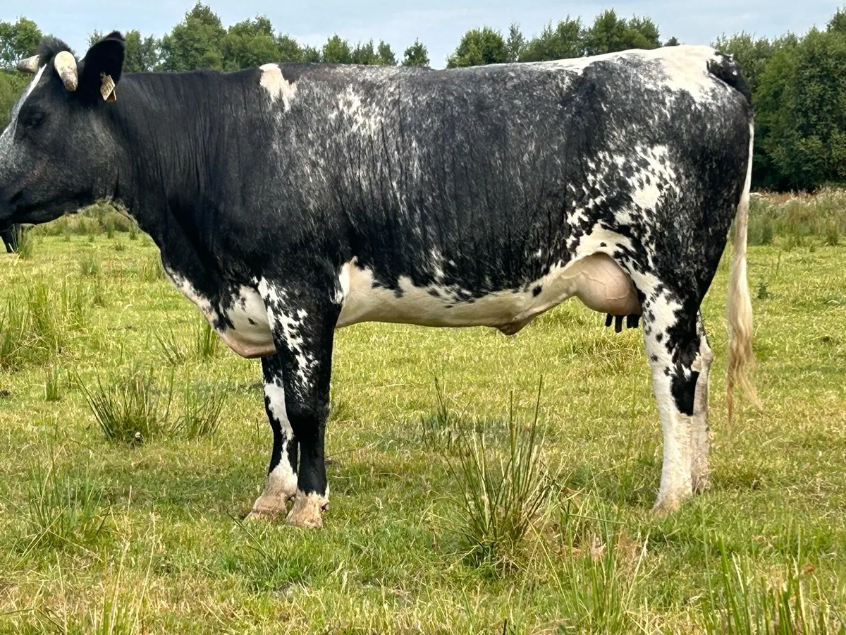5 star genotyped blue heifer and calf - Image 4