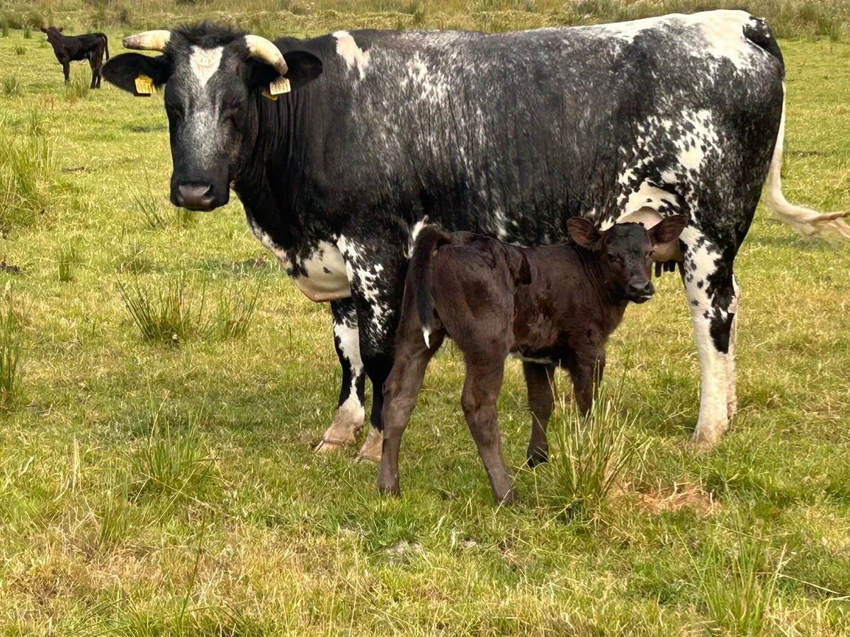 5 star genotyped blue heifer and calf - Image 1