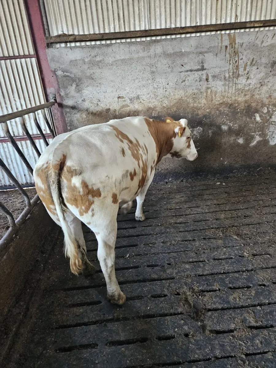 Red BB second calver - Image 1