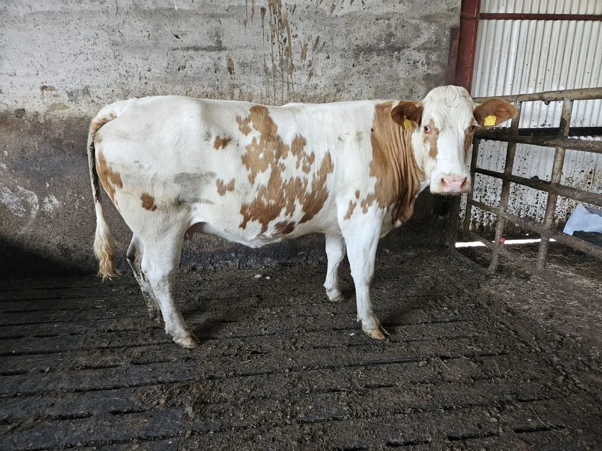 Red BB second calver - Image 2